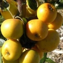 Picture of Malus Crabapple Arrow Gold H/W 1m