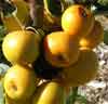 Picture of Malus Crabapple Arrow Gold