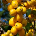 Picture of Malus Crabapple Autumn Gold