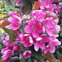 Malus Crabapple Ballerina Maypole Picture of Malus Crabapple Ballerina Maypole