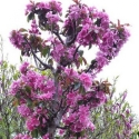 Picture of Malus Crabapple Ballerina