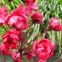 Picture of Malus Crabapple Barbara Ann