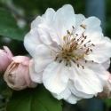 Picture of Malus Crabapple Charlottae H/W 1.5m