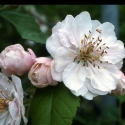 Malus Crabapple Charlottae H/W 1M Picture of Malus Crabapple Charlottae H/W 1M