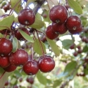 Picture of Malus Crabapple Echtermeyer H/W 1.7m