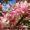 Picture of Malus Crabapple Floribunda H/W 1.8m