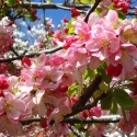 Picture of Malus Crabapple Floribunda L/W