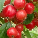 Picture of Malus Crabapple Gorgeous H/W 1.5M