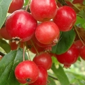 Picture of Malus Crabapple Gorgeous