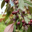 Picture of Malus Crabapple Kaitoke H/W 1.7m
