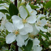 Picture of Malus Crabapple Manchurian H/W