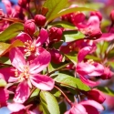 Picture of Malus Crabapple Prairifire 