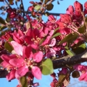 Picture of Malus Crabapple Profusion