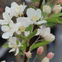 Picture of Malus Crabapple Snowbright