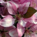 Picture of Malus Crabapple Strathmore H/W 1.5m