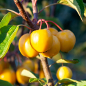 Picture of Malus Crabapple Toms Gold