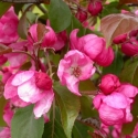 Picture of Malus Crabapple Van Eseltine