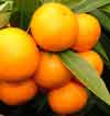 Picture of Mandarin Clementine Caffin