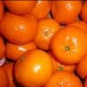 Picture of Mandarin Corsica No 2 Std