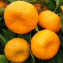 Picture of Mandarin Satsuma Kawano Dwf