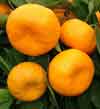Mandarin Satsuma Kawano Picture of Mandarin Satsuma Kawano