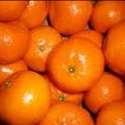 Picture of Mandarin Satsuma Miho Std