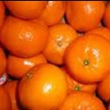 Picture of Mandarin Satsuma Miho Dwf
