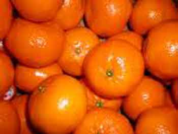 Picture of Mandarin Satsuma Miho