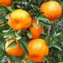 Picture of Mandarin Satsuma Miyagawa