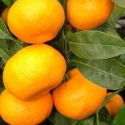 Picture of Mandarin Satsuma Silverhill Dwf