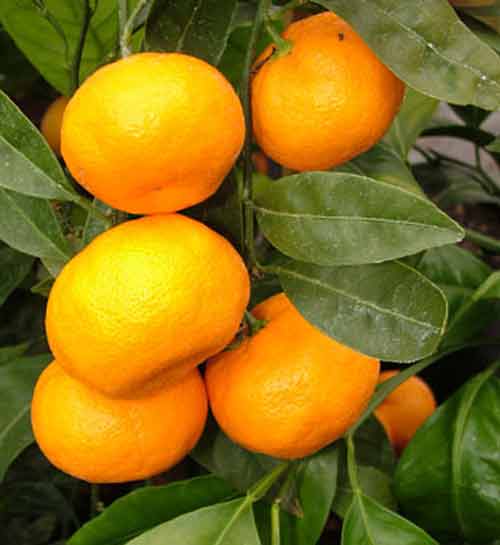 Picture of Mandarin Satsuma Silverhill