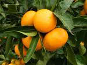 Picture of Mandarin Thorny