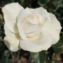Picture of Margaret Merril Std 45cm-Rose