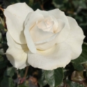 Picture of Margaret Merril Std 80cm-Rose