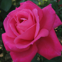 Picture of Maria Callas-Rose