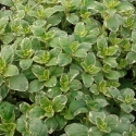 Picture of Marjoram Country Cream