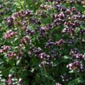 Picture of Marjoram Pot