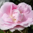 Picture of Martin Frobisher-Rose