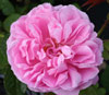 Mary Rose Std 80cm-Rose Picture of Mary Rose Std 80cm-Rose