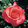 Picture of Massey University-Rose