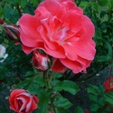Picture of Matangi-Rose