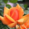 Picture of Matawhero Magic-Rose