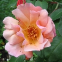 Picture of Meg Clg-Rose