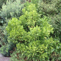 Picture of Melicope Ternata