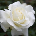 Picture of Memoire Std 80cm-Rose
