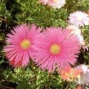 Picture of Mesembryanthemum Cerise