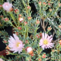 Picture of Mesembryanthemum Light Pink
