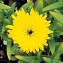 Picture of Mesembryanthemum Mellow Yellow