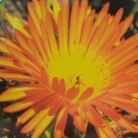 Picture of Mesembryanthemum Orangeade