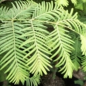 Picture of Metasequoia Glyptostroboides